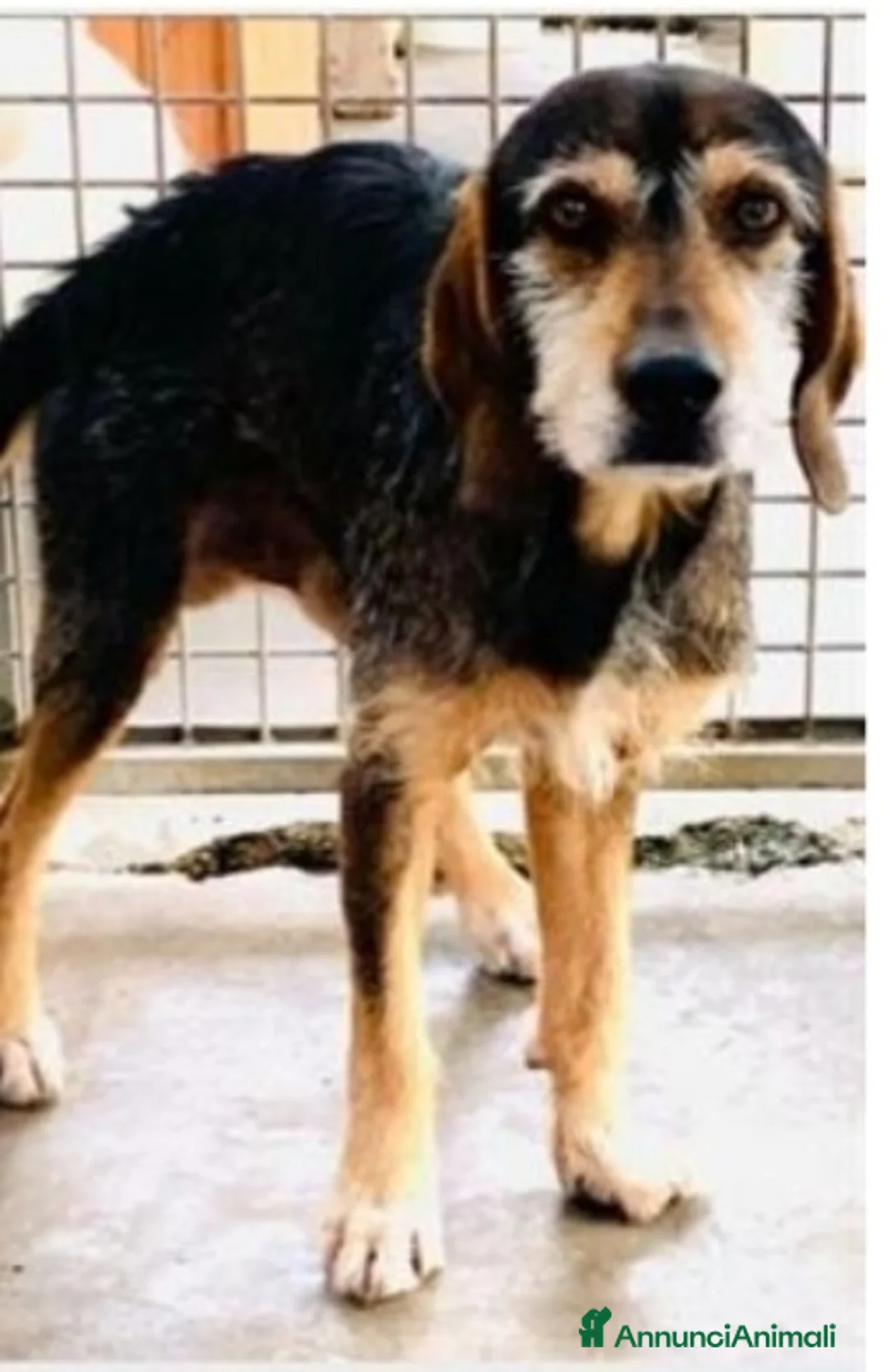 Meticcio cani in regalo: Segugino ENTRATO IN CANILE NEL 2012!! URBINO SOS a Città metropolitana di Milano - Annuncio 3