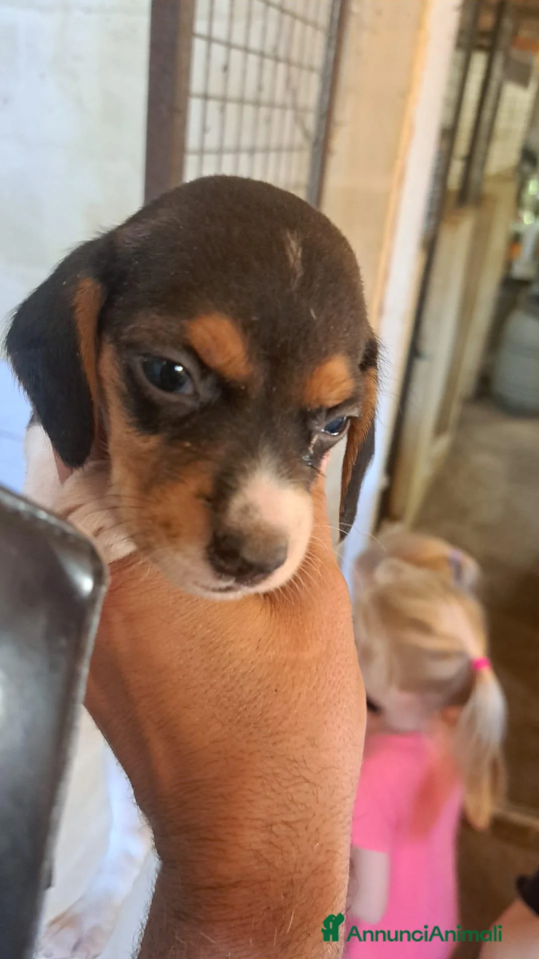 Beagle cani in vendita: CUCCIOLI BEAGLE PRONTI PER LA NUOVA FAMIGLIA - Annuncio 2
