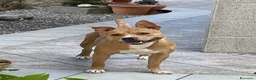 Pitbull cani in regalo: Regalo cagnolina  - Annuncio 2