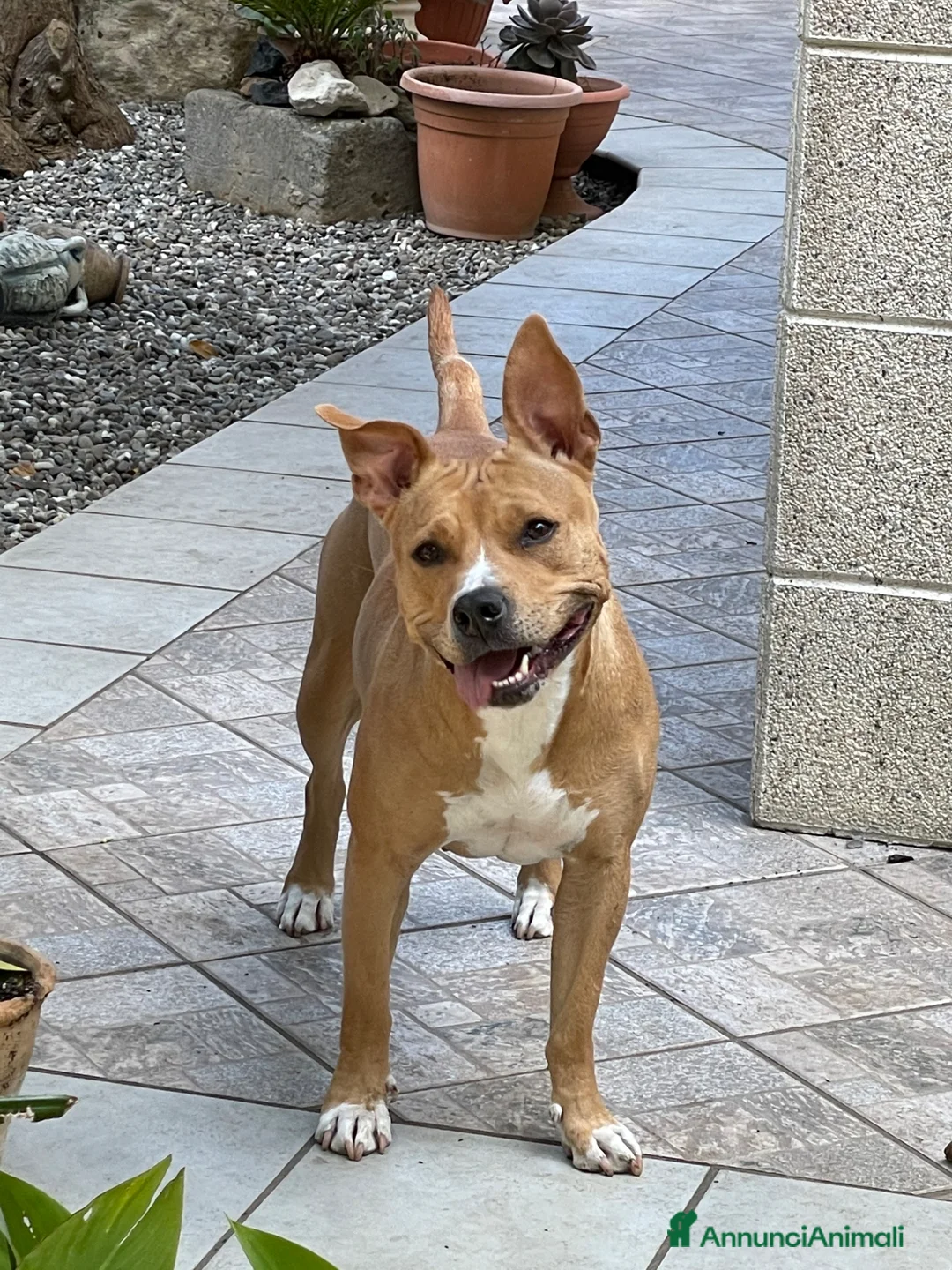 Pitbull cani in regalo: Regalo cagnolina  - Annuncio 2