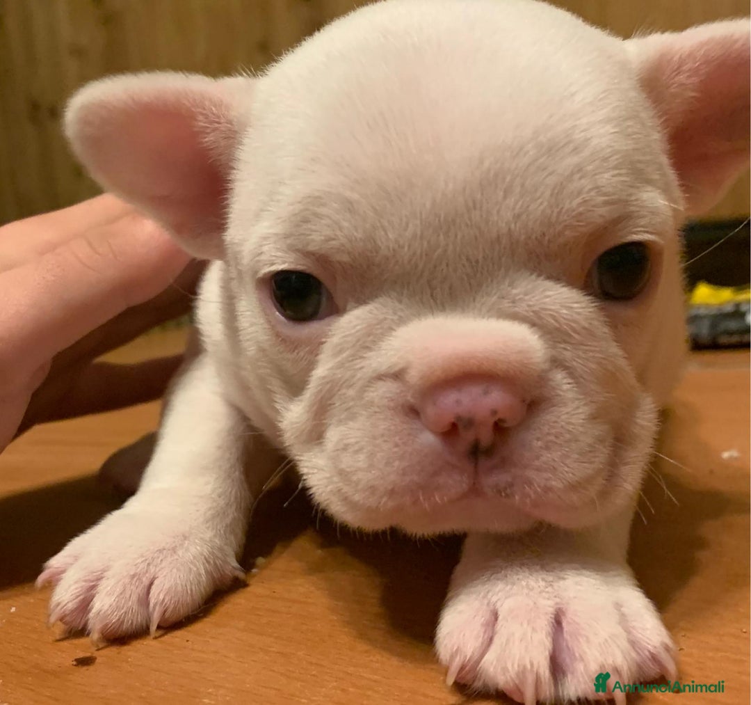 Bulldog Francese cani in vendita: Vendesi cucciola di bulldog francese  - Annuncio 1