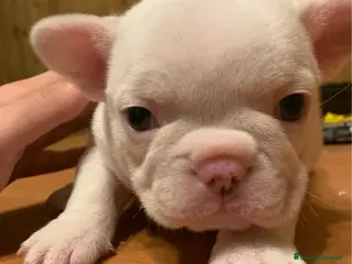 Bulldog Francese cani Vendesi cucciola di bulldog francese - Annuncio 13