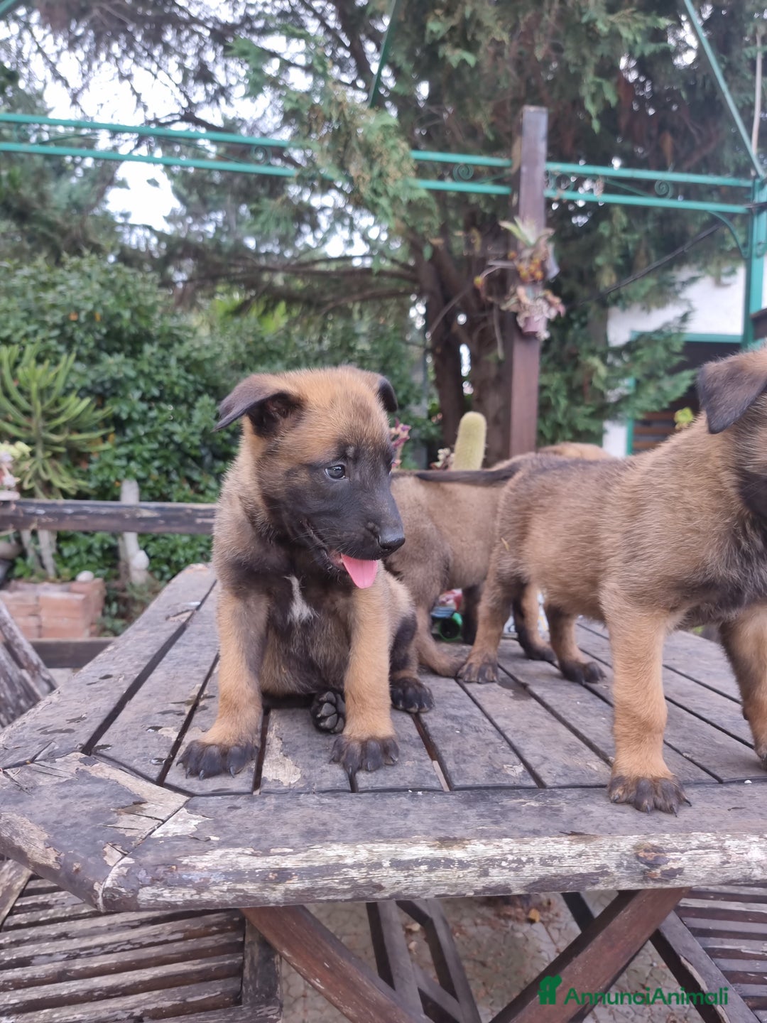 Pastore Belga cani in vendita: Pastore Belga Malinois Bari Lecce Taranto Foggia a Città Metropolitana di Bari - Annuncio 8