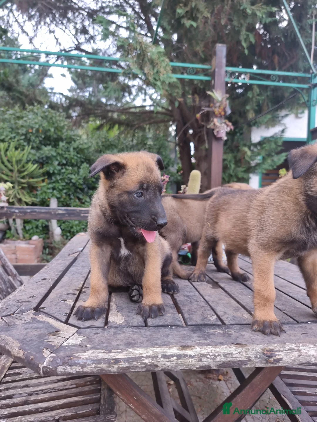 Pastore Belga cani in vendita: Pastore Belga Malinois Bari Lecce Taranto Foggia a Città Metropolitana di Bari - Annuncio 8