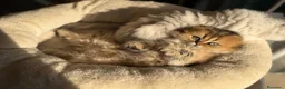 Scottish gatti in vendita: Scottish Straight & Fold  - Annuncio 4