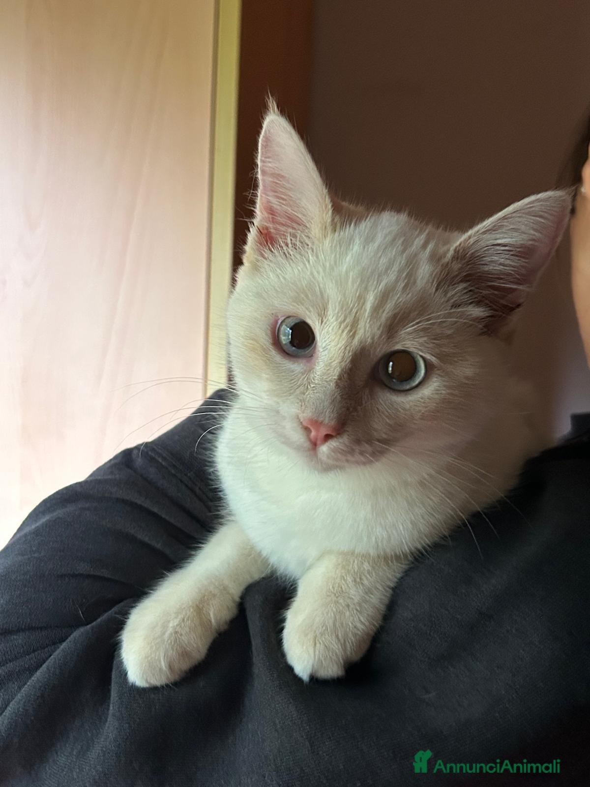 Europeo gatti AURA CERCA CASA ❤️ - Annuncio 34