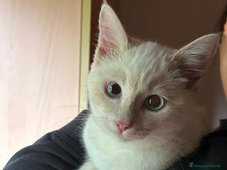 Europeo gatti AURA CERCA CASA ❤️ - Annuncio 34