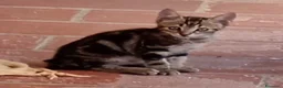 Meticcio gatti in regalo: Regalo gattini (gatti) di 2 mesi - Annuncio 2