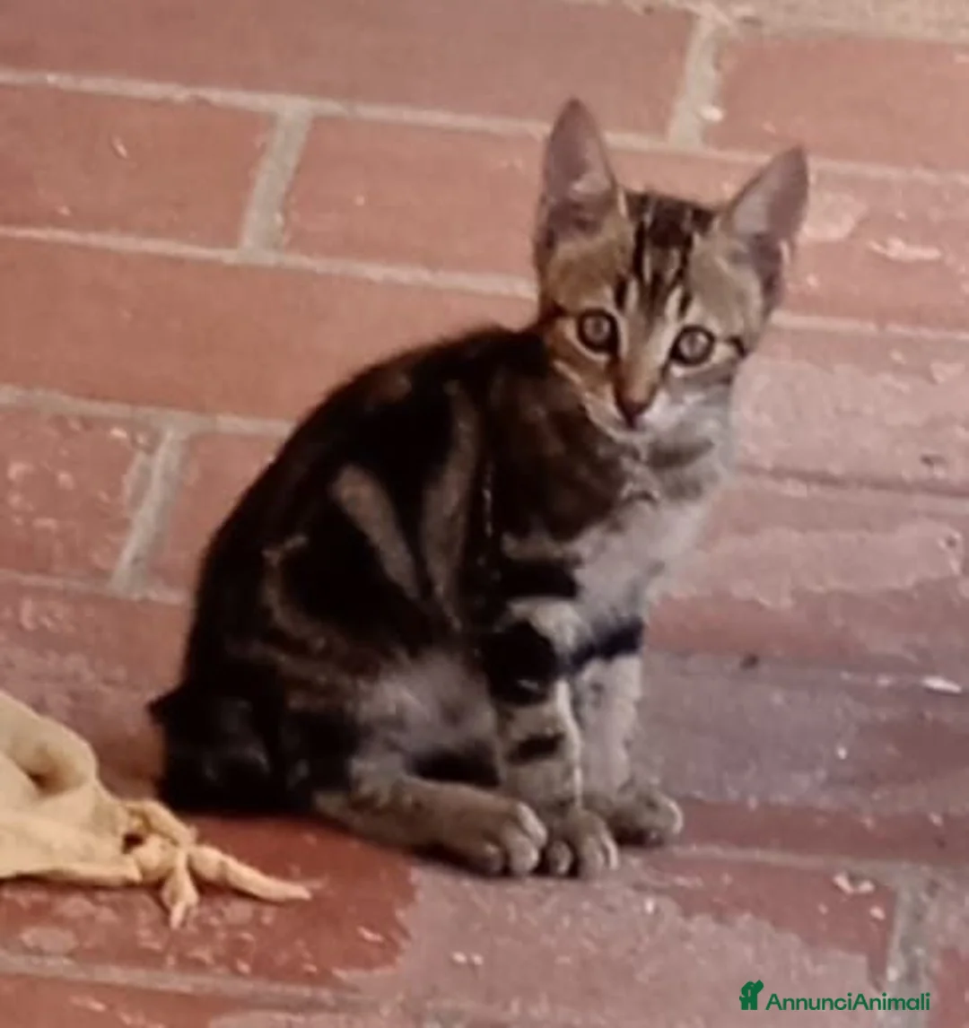 Meticcio gatti in regalo: Regalo gattini (gatti) di 2 mesi - Annuncio 2
