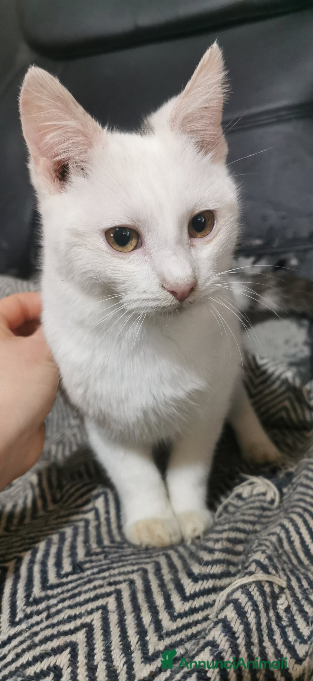 Europeo gatti in regalo: Gattino Maschio Bianco - Annuncio 6