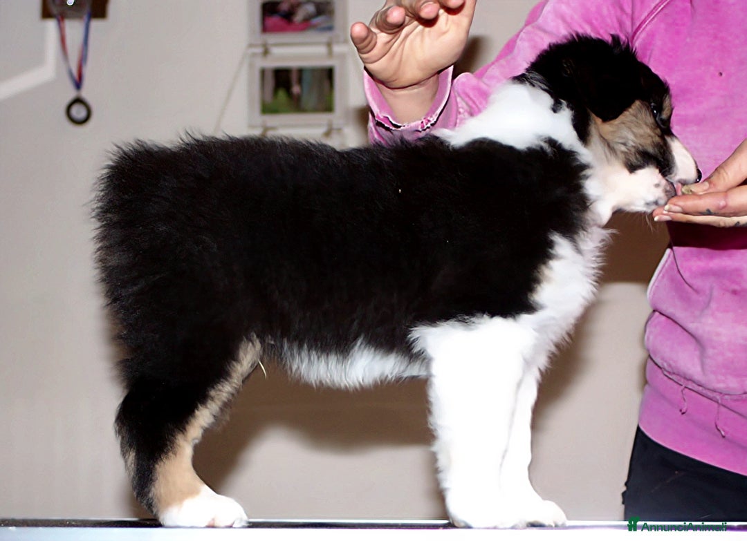 Australian Shepherd cani in vendita: MERAVIGLIOSO CUCCIOLO MASCHIO TRICOLOR BLACK NBT - Annuncio 2