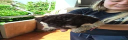 Lagotto cani in vendita: Cuccioli di Lagotto Romagnolo a Città metropolitana di Roma Capitale - Annuncio 4