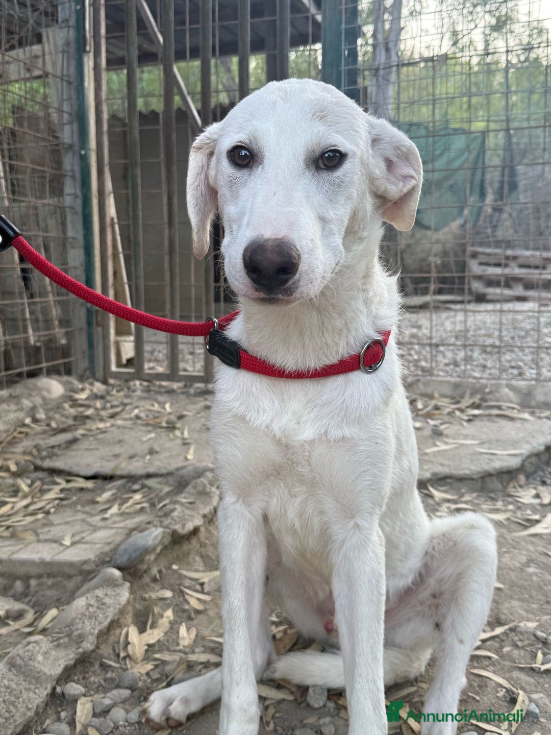 Meticcio cani in regalo: RINGO  a Provincia di Crotone - Annuncio 2