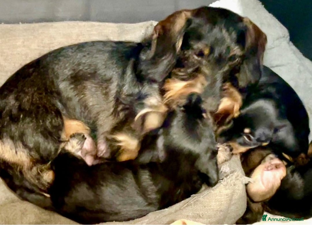 Bassotto cani in vendita: Cuccioli di Bassotto pelo duro con Pedigree Enci - Annuncio 1