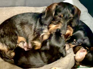 Bassotto cani Cuccioli di Bassotto pelo duro con Pedigree Enci - Annuncio 6