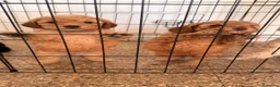 Barboncino cani in vendita: Barboncini nani a Città Metropolitana di Bari - Annuncio 3