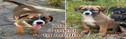 Meticcio cani in regalo: TANTI CUCCIOLI SOLI! a Provincia di Vicenza - Annuncio 4