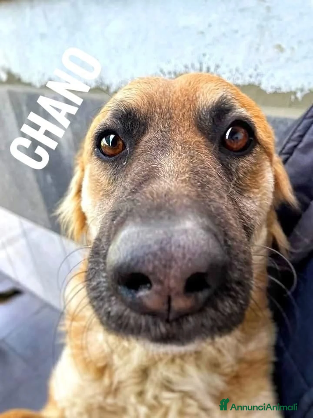 Meticcio cani in regalo: CHANO 💙-nessuno dovrebbe aspettare così a lungo😢 - Annuncio 2
