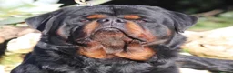 Rottweiler cani in vendita: Rottweiler cuccioli con pedigree  - Annuncio 12