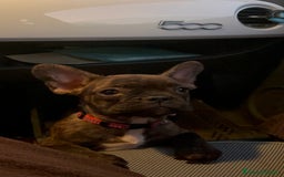 Bulldog Francese cani in vendita: Cuccioli di bulldog francese  - Immagine 1