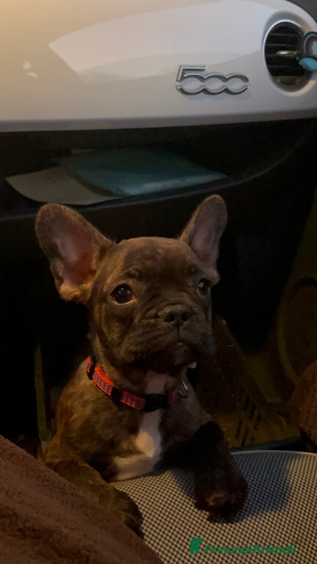 Bulldog Francese cani in vendita: Cuccioli di bulldog francese  - Immagine 1