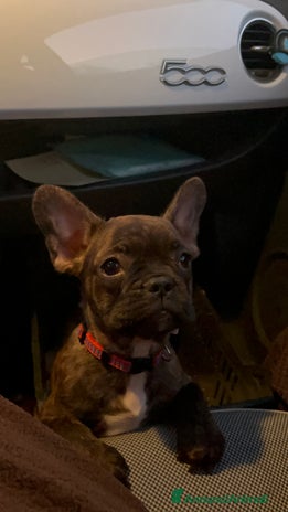 Bulldog Francese cani - Annuncio 8