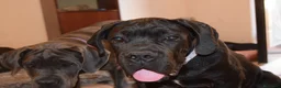 Cane Corso cani in vendita: Maschio di Cane Corso  - Annuncio 5