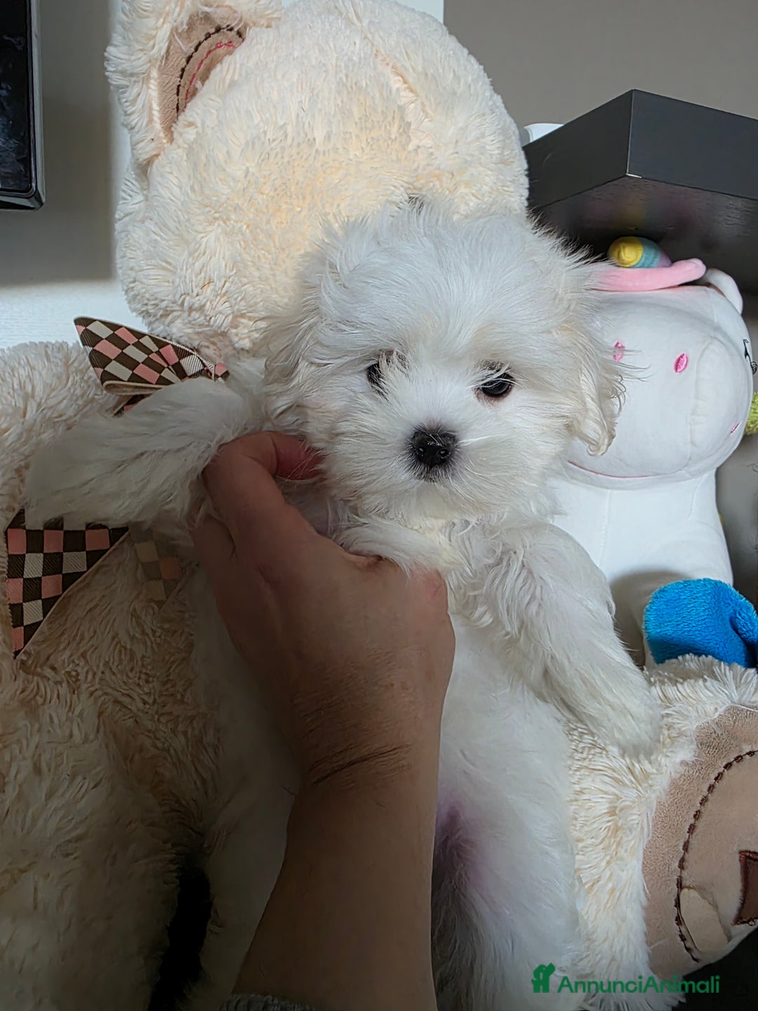 Maltese cani in vendita: Cuccioli di razza Maltese  a Provincia di Padova - Annuncio 7