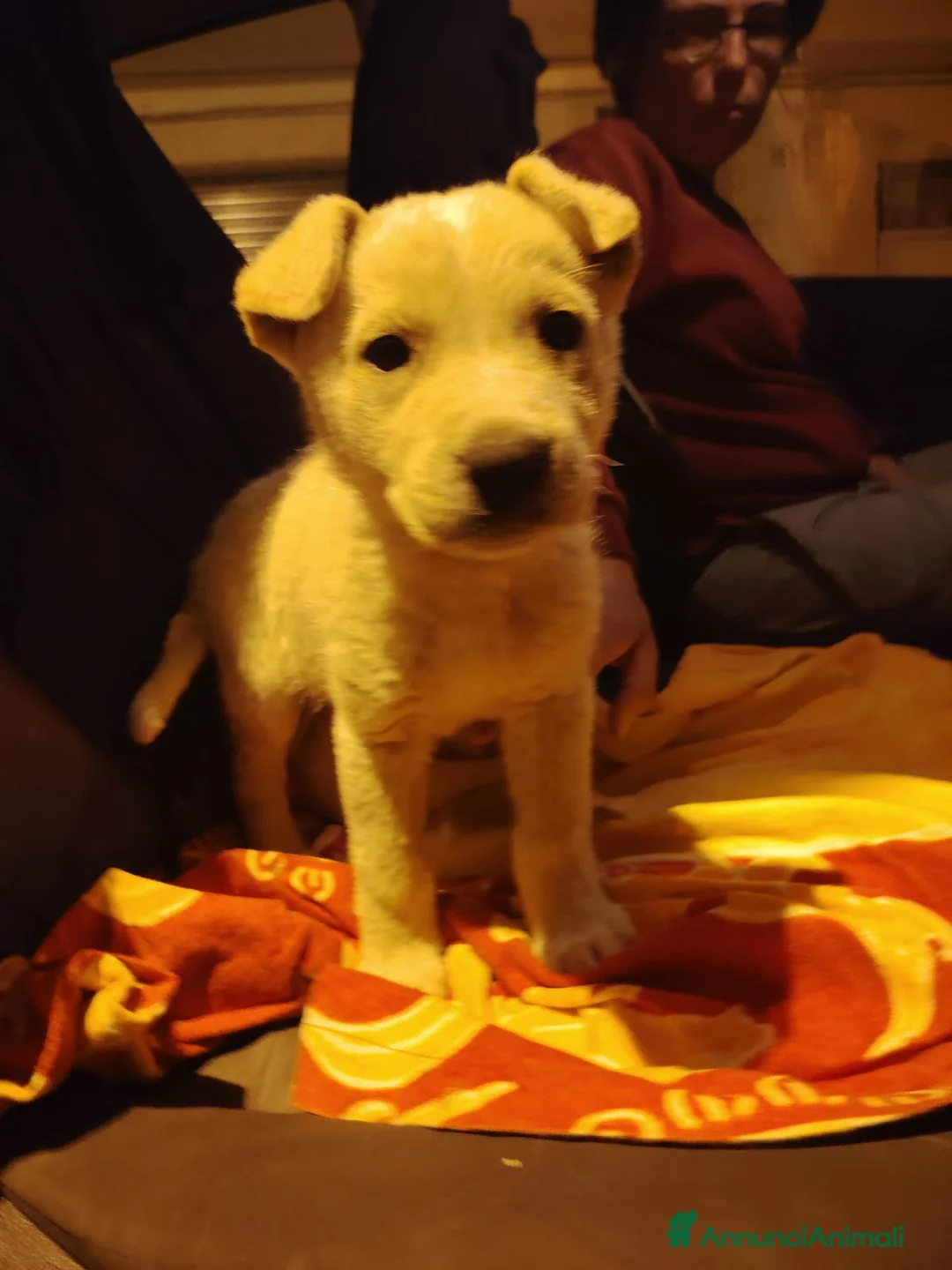 Meticcio cani in regalo: CUCCIOLI ESCLUSI E SOLI  a Città Metropolitana di Genova - Annuncio 2