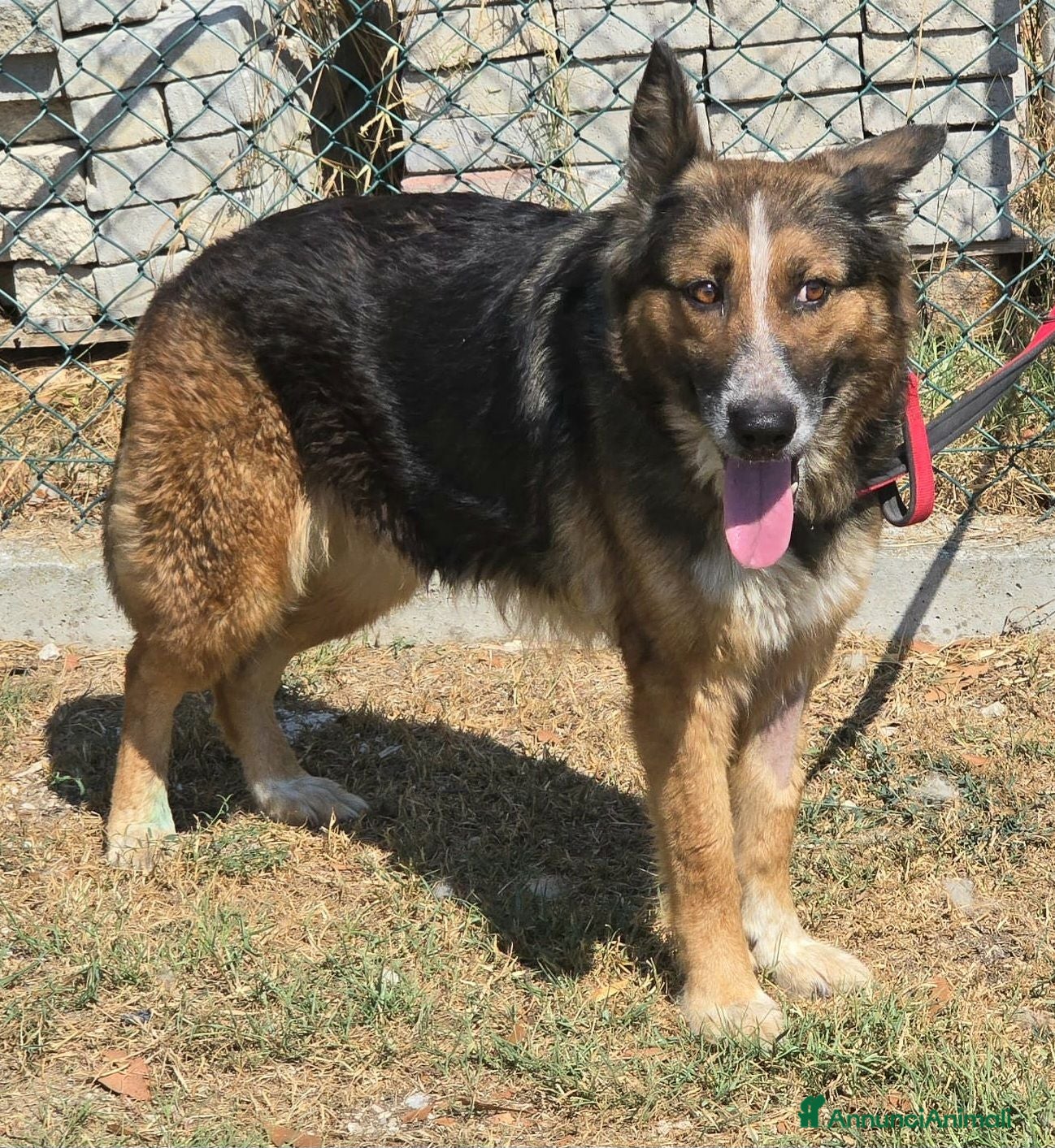 Meticcio cani Ofelia 4 anni mix pastore tedesco  - Annuncio 41