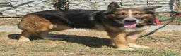 Meticcio cani in regalo: Ofelia 4 anni mix pastore tedesco  - Annuncio 1
