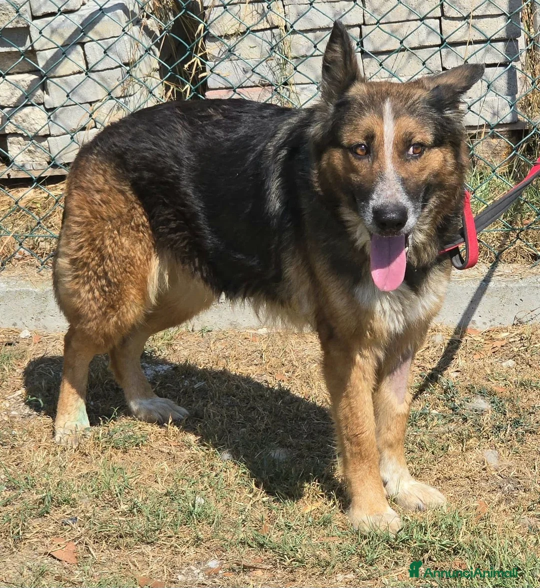Meticcio cani in regalo: Ofelia 4 anni mix pastore tedesco  - Annuncio 1