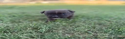 Staffordshire cani in vendita: Stupendi Staffy - Annuncio 11