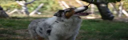 Australian Shepherd cani in vendita: cucciolotti pastore australiano - australian  - Annuncio 9