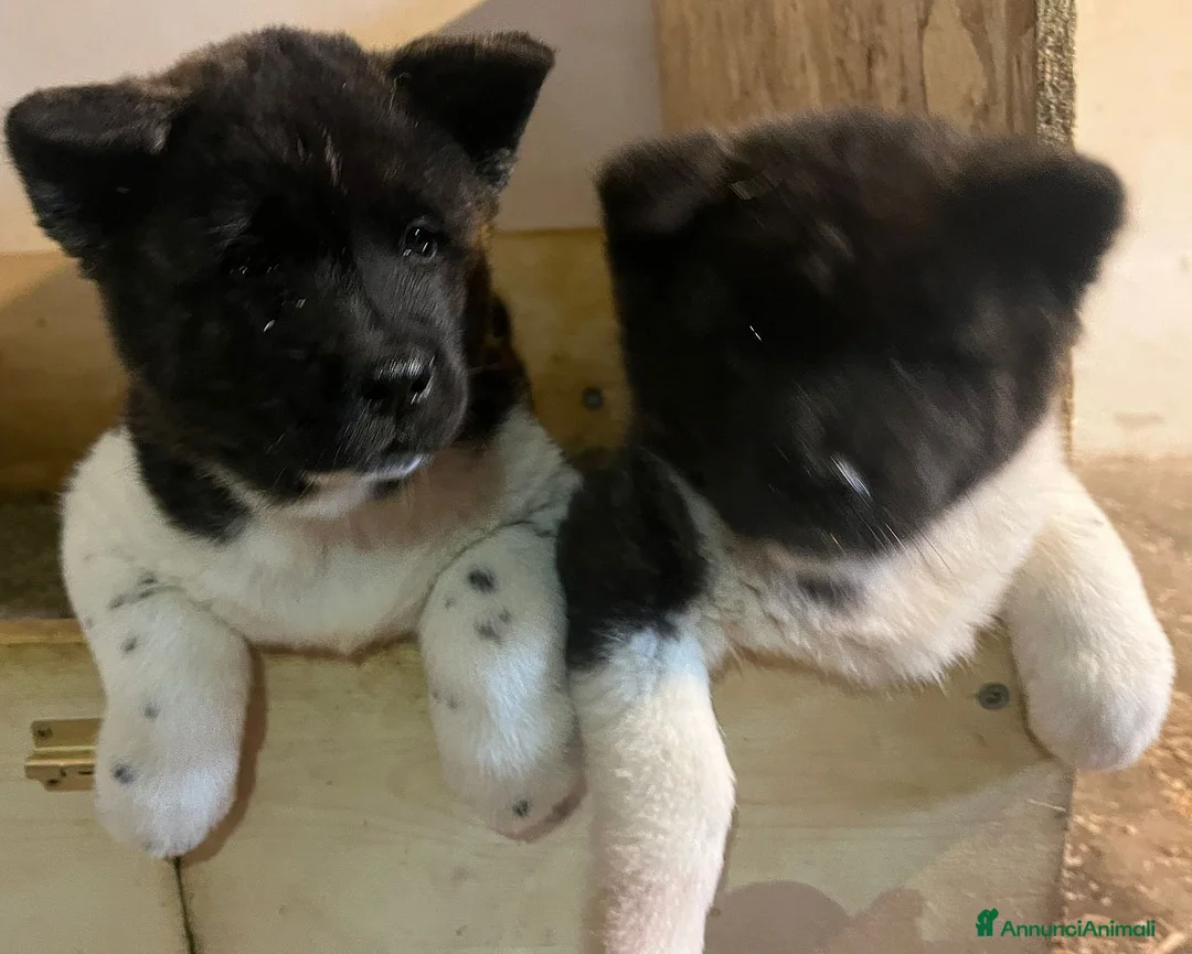 Akita Americano cani in vendita: AKITA AMERICANO  - Annuncio 8