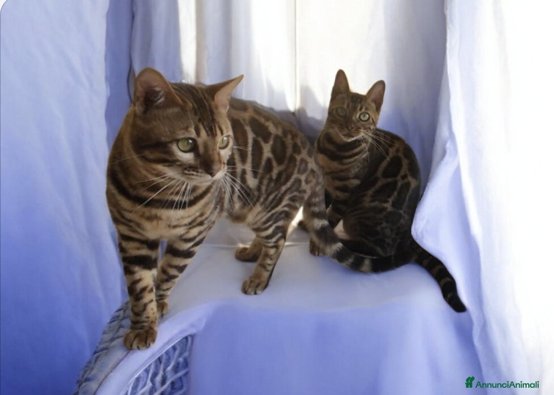 Bengala gatti in vendita: Gatti Bengala maschio e femmina  - Annuncio 2