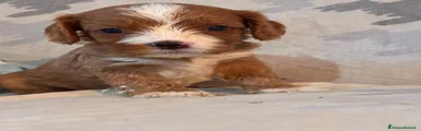 Cavapoo 1