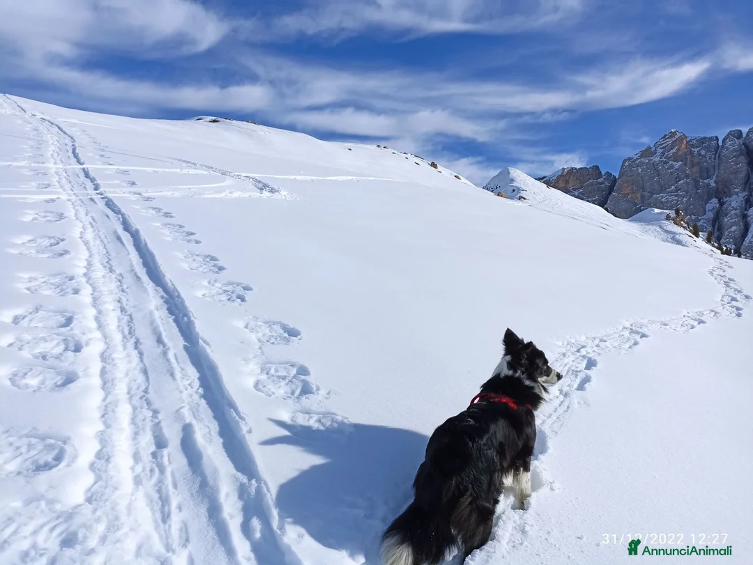 Border Collie cani in vendita: Cuccioli di Border Collie con pedigree  a Provincia autonoma di Bolzano - Alto Adige - Annuncio 2