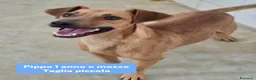 Meticcio cani in regalo: Pippo e Tara taglie piccole cercano casa - Annuncio 4