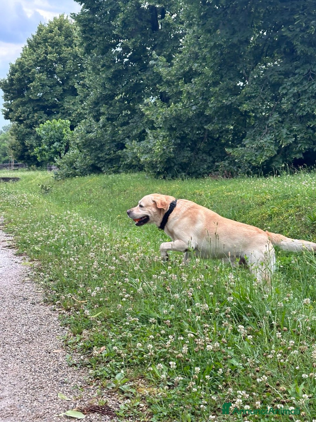 Labrador cani per accoppiamento: Per la monta, stupendo Labrador maschio - Annuncio 3