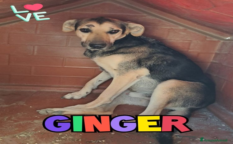 Meticcio cani - Annuncio 11