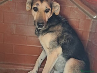 Meticcio cani GINGER ha bisogno di una famiglia - Annuncio 35