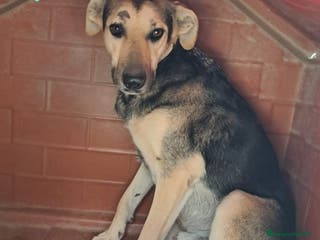 Meticcio cani GINGER ha bisogno di una famiglia - Annuncio 38