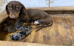 Bassotto cani in vendita: Cucciolo bassotto nano tedesco - Immagine 4