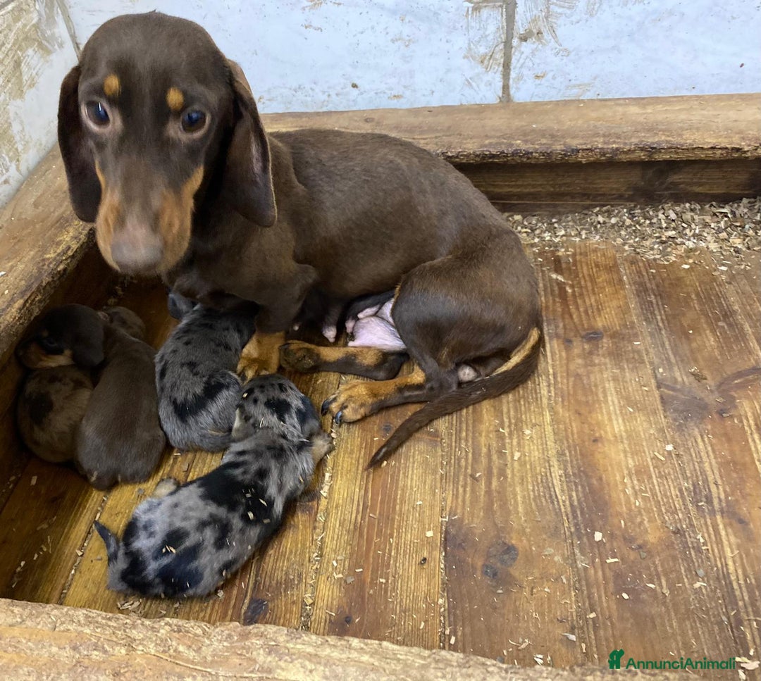 Bassotto cani in vendita: Cucciolo bassotto nano tedesco - Immagine 4