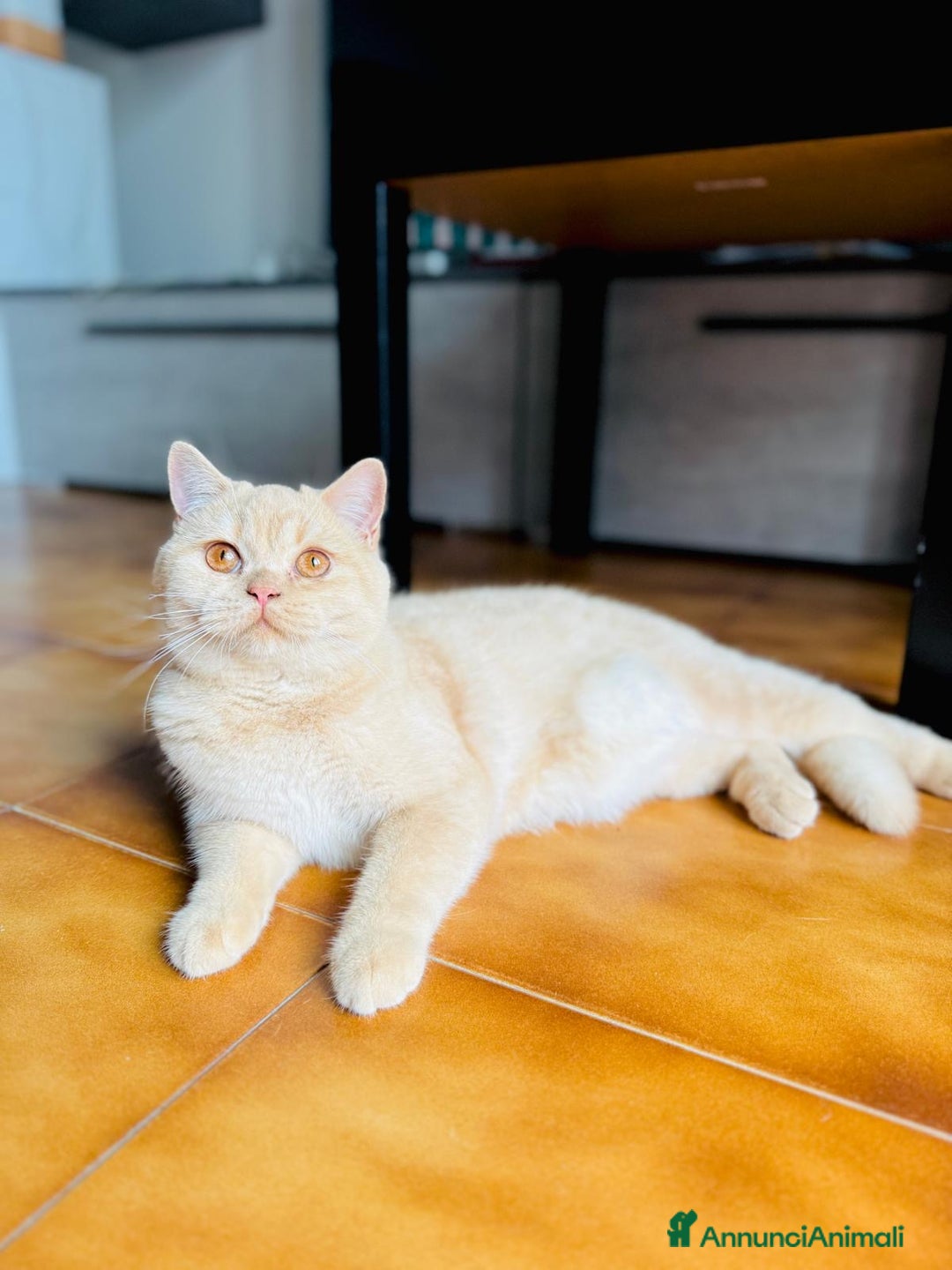 Scottish gatti in vendita: Scottish straight  - Annuncio 2