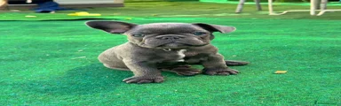 Bulldog Francese 1