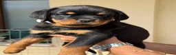 Rottweiler cani in vendita: Cucciolo rottweiler  con pedigree  - Annuncio 7
