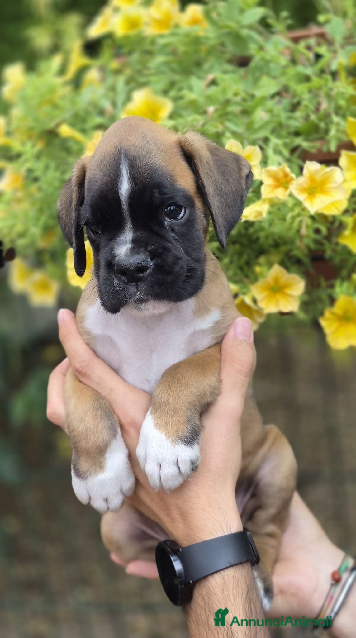 Boxer cani Boxer cuccioli - Annuncio 1