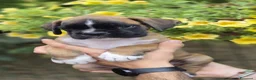 Boxer cani in vendita: Boxer cuccioli - Annuncio 1